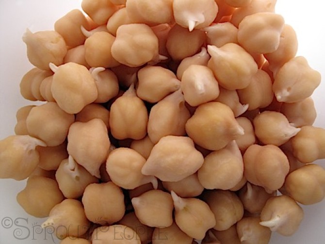 Garbanzo