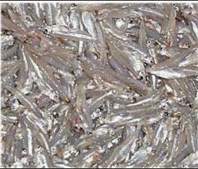 Kachki Fish