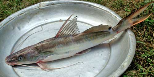 Ayer Fish